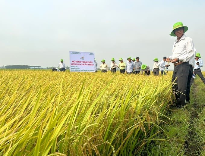 Giống lúa TBR87 phát triển tốt trên đồng đất cát pha bạc màu ở thôn Trà Long (huyện Thăng Bình, Quảng Nam). Ảnh: L.K.