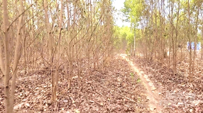 Một số cây trong rừng phòng hộ Xuân Lộc bị chết vì không chịu nổi nhiệt của mùa khô. Ảnh: Minh Sáng.