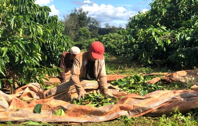 Gia Lai aims to produce sustainable coffee. Photo: Dang Lam.