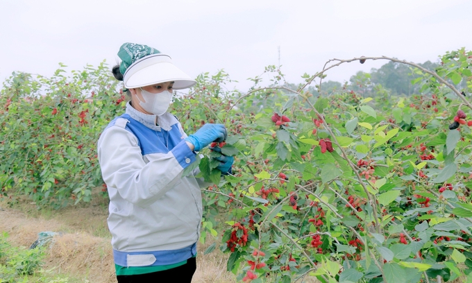 Cây dâu tằm mở ra hướng đi mới trong việc thay đổi cơ cấu cây trồng, phát triển kinh tế địa phương, vừa thu hút khách tham quan, trải nghiệm, tạo môi trường, cảnh quan đẹp hơn. Ảnh: Nguyễn Thành.