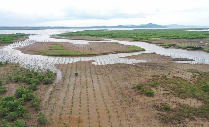 Current status of coastal forests planted in phase 1 of the FMCR Project in Quang Ninh. Photo: Tung Dinh.