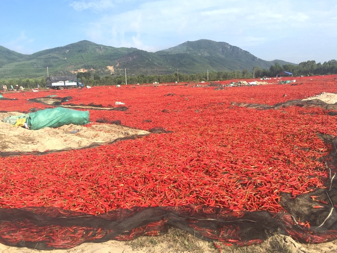 Những năm thị trường Trung Quốc dừng thu mua ớt, không có đầu ra, nông dân Bình Định phải phơi ớt tràn cả ra đường. Ảnh: V.Đ.T.