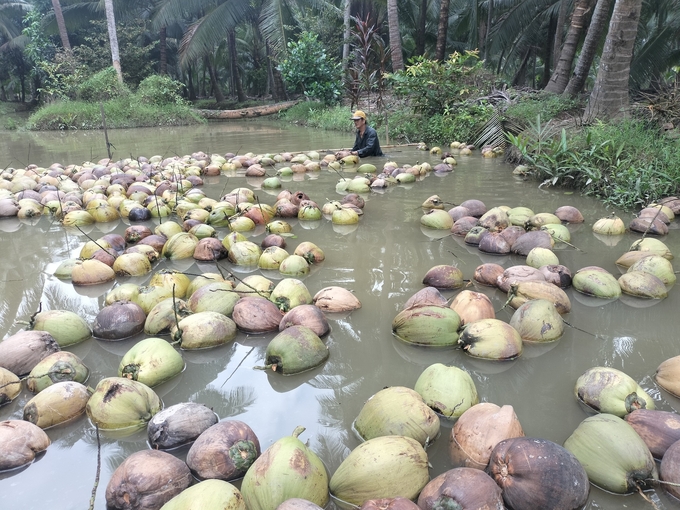 Thu hoạch trái dừa hữu cơ ở huyện Bình Đại tỉnh Bến Tre. Ảnh: Minh Đảm.