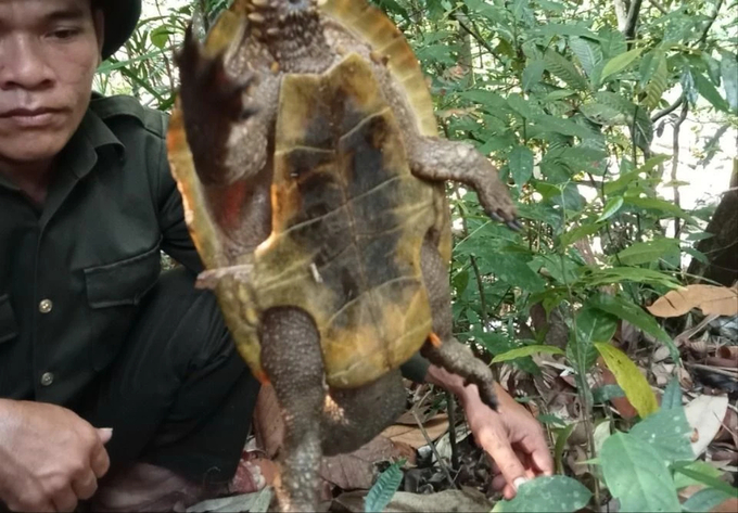 Cá thể rùa đầu to rất quý hiếm vừa được phát hiện. Ảnh: Châu Minh Ninh.