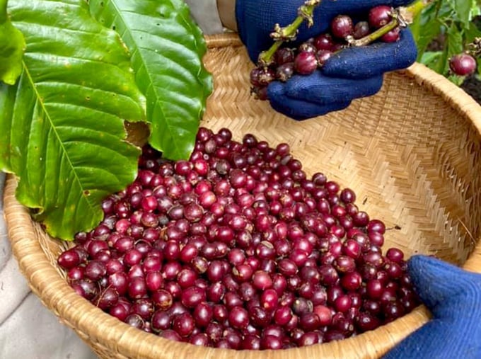 Giá cà phê Việt Nam đã lên hơn 100.000 đồng/kg. Ảnh: Thanh Sơn.