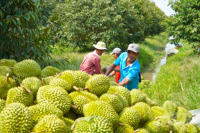 Từ nay đến cuối tháng 4 là giai đoạn cao điểm thu hoạch sầu riêng của nông dân huyện Phong Điền, TP Cần Thơ. Ảnh: Kim Anh.