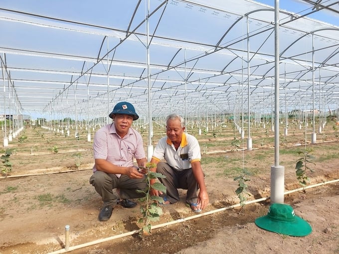 Mô hình trồng nho trong nhà màng của HTX nho Thái An được Viện Nghiên cứu Bông và PTNT Nha Hố chuyển giao công nghệ. Ảnh: M.P.