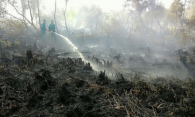 Sáng 11/4, cháy rừng tại Nông trừng 402 đã được đập tắt. Ảnh: Trọng Linh.