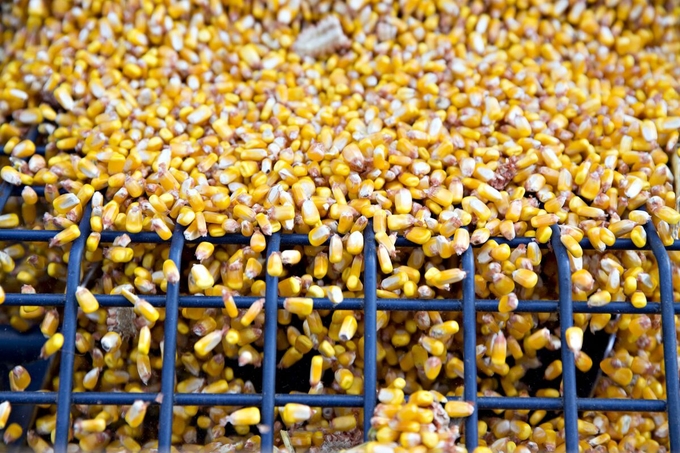 Harvested corn.Photographer: Daniel Acker/Bloomberg.