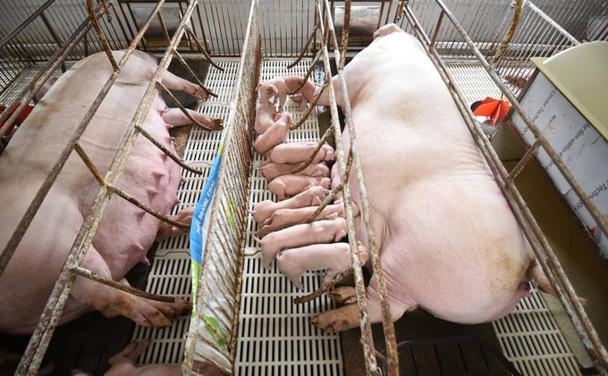 Large-scale livestock facilities need to conduct greenhouse gas inventory. Photo: Tung Dinh.