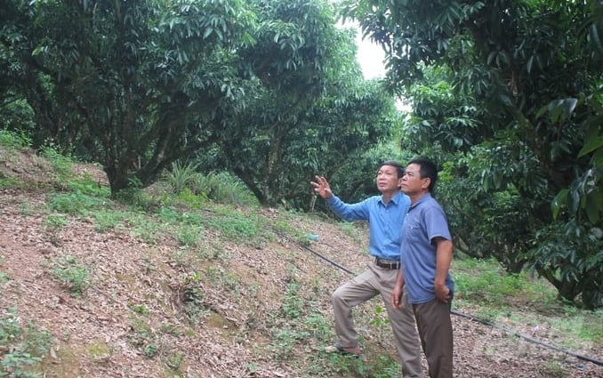 Mr. Hua Van Chung, Director of Ho Dap General Services Cooperative (left), and members check the lychee garden that is not flowering. Photo: Trung Quan.