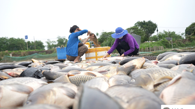 Tại tỉnh Hải Dương gần 1.000 tấn cá nuôi lồng chết vì thiếu oxy. Ảnh: Hùng Khang.