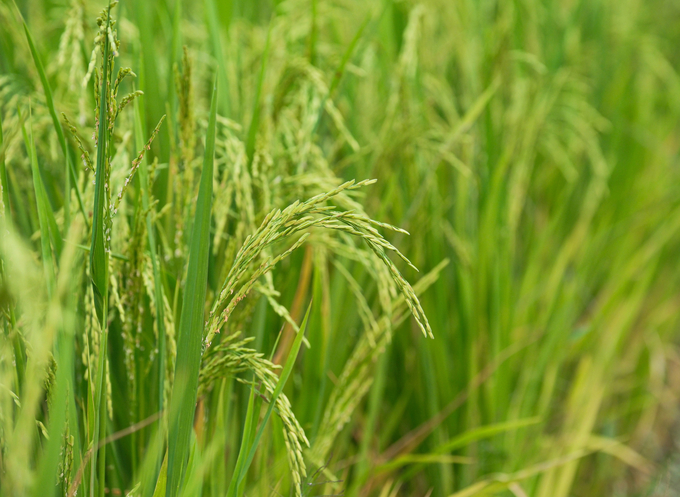 Rice output in the winter-spring crop of 2023-2024 in the Mekong Delta surpasses 10.8 million tons.