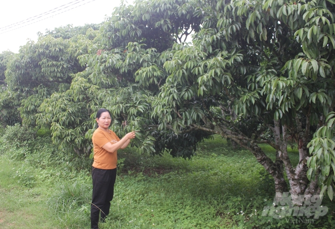 In Luc Ngan district, the rate of lychee gardens not flowering this year is quite high. Photo: Trung Quan.