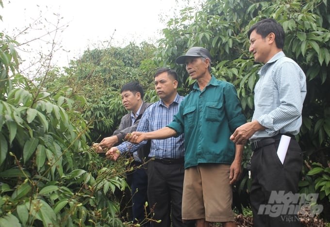 The working group of the Plant Protection Department, the Northern Plant Protection Center and the Bac Giang Department of Crop Production and Plant Protection inspected the production situation and lychee pests in Tan Yen district. Photo: Trung Quan.