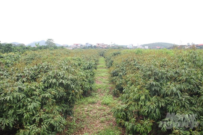 The U Hong lychee area in Tan Yen district is growing and developing very well, with the possibility of a large harvest. Photo: Trung Quan.