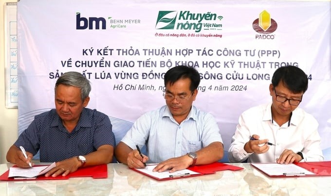 The public-private partnership (PPP) aims to accelerate the process of building Project 'Sustainable development of one million hectares specializing in high-quality and low-emission rice cultivation associated with green growth in the Mekong Delta region.' Photo: Tran Phi.