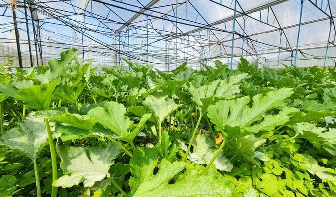 There are a few high-tech application models, such as smart greenhouses, automatic irrigation, robot use, big data analysis, and AI for decision support. Photo: PC.