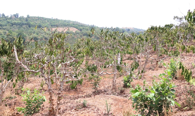Multiple crop production areas in Dak Lak province are facing sever drought due to a lack of irrigation water. Photo: Quang Yen.