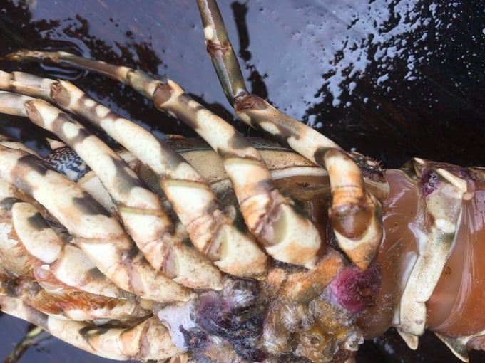 Close-up of a dead lobster. Photo: KS.