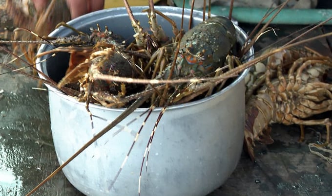 Lobster farmers in Van Hung commune retrieving dead lobsters. Photo: KS.