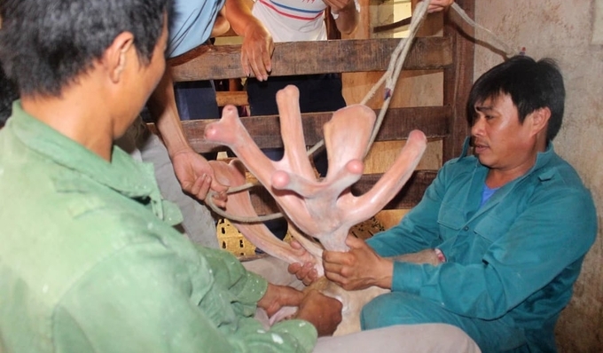 Với truyền thống và kinh nghiệm lâu năm, người nuôi hươu ở Quỳnh Lưu có thể thu hoạch những cặp nhung hươu 'khủng', có chất lượng cao.