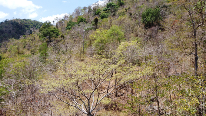 Vườn quốc gia Phước Bình thực hiện tốt công tác phòng chống cháy rừng nên từ đầu năm đến nay trên địa bàn quản lý chưa xảy ra vụ cháy rừng nào. Ảnh: Phương Chi.