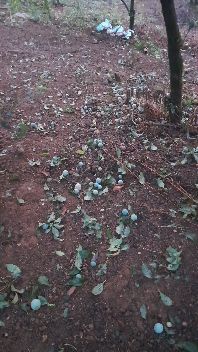 Mưa đá làm khoảng 80ha mận hậu tại Sơn La đang chuẩn bị cho thu hoạch bị thiệt hại. nong duoc viet nam