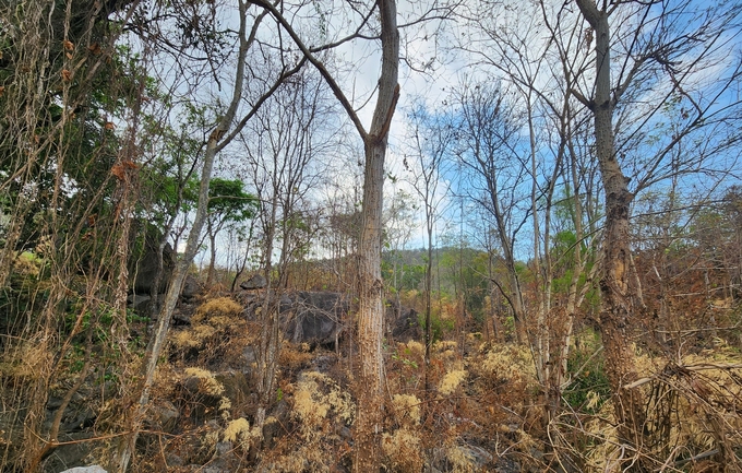 Những cánh rừng khộp đã rụng gần hết lá, cành cây đã trơ trụi, có thế xảy ra cháy bắt cứ lúc nào. Ảnh: Mai Phương.