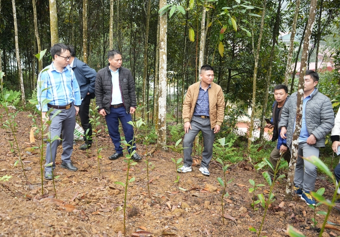 Người dân xã Đào Thịnh thường xuyên được tập huấn, hướng dẫn kỹ thuật trồng quế hữu cơ. Ảnh: Thanh Tiến.