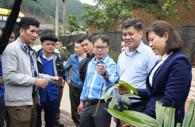 Phong trào sản xuất quế hữu cơ đang ngày càng được nhân rộng ở các xã trong vùng quy hoạch phát triển quế tại huyện Trấn Yên. Ảnh: Thanh Tiến.