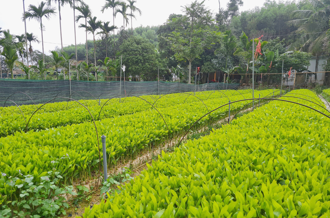 Các chủ rừng nhà nước không thể cạnh tranh mảng giống cây lâm nghiệp với các cơ sở tư nhân. Ảnh: Việt Khánh.
