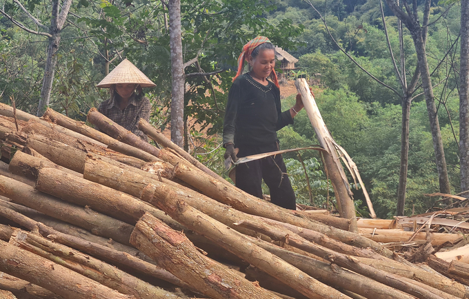 Muốn tạo được sinh kế bền vững từ nghề rừng, Nghệ An phải nâng tầm chất lượng nguồn giống. Ảnh: Việt Khánh.