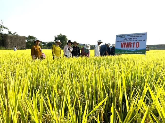 Hiện nay, giống lúa VNR10 đã được nhiều tỉnh, thành ở khu vực miền Trung đưa vào cơ cấu trong vụ hè thu. Ảnh: L.K.