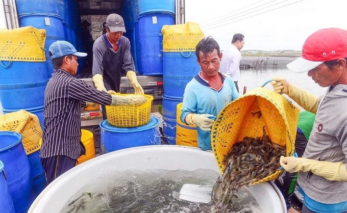 Harvesting shrimp in Soc Trang for export. Photo: Quang Dinh.