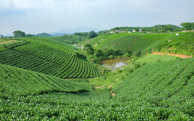 Thai Nguyen is a locality known as the 'First Famous Tea' due to having the largest area and output of tea in the country. Photo: Phan Thai.