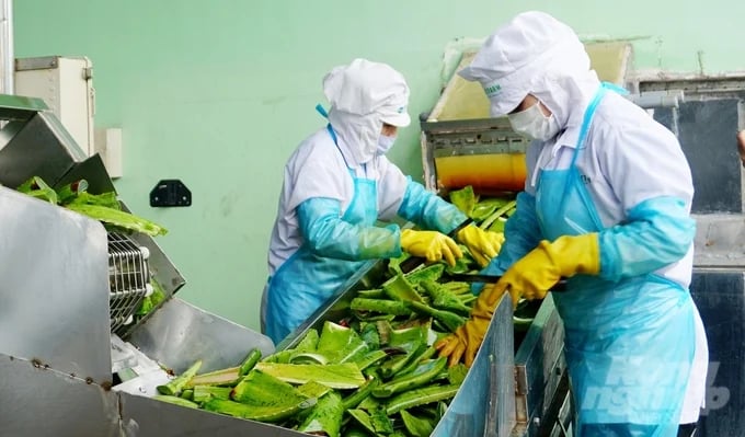 In 2024, GC Food will expand its aloe vera raw material area. Photo: Nguyen Thuy.