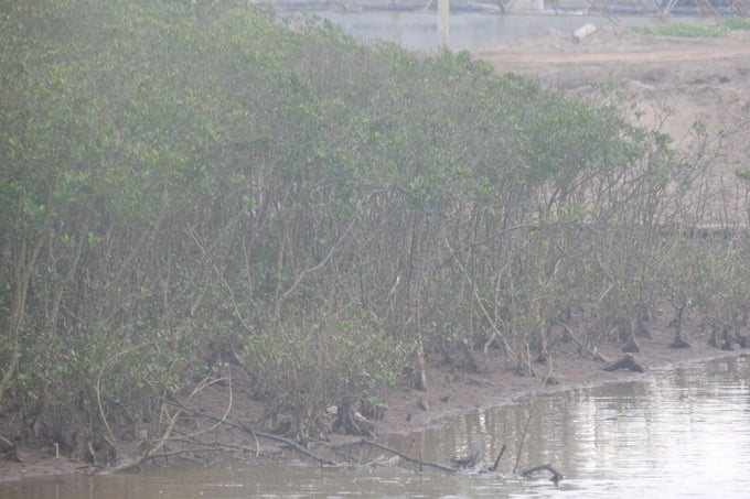 Vạt rừng ngập mặn tại xã Nghĩa Lợi đang bị khô cằn do không có nước vào - ra suốt gần một tháng nay. Ảnh: Kiên Trung.