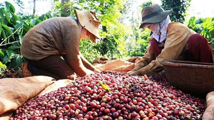 The latest update on coffee prices in the domestic and world markets on 04/13/2024