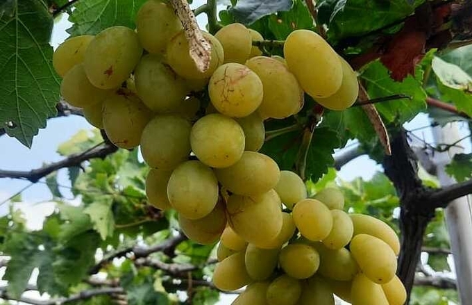 Grapes in Ninh Thuan are being sold for VND 30,000 per kg. Photo: Linh Dan.