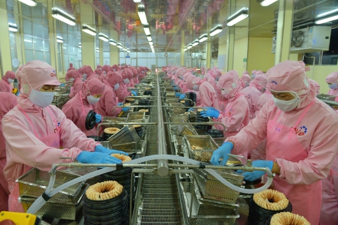 Vietnam's shrimp industry needs to be careful and seriously comply with the regulations of the import market, as well as domestic regulations to avoid barriers and protectionist moves in the market. Photo: Hong Tham.