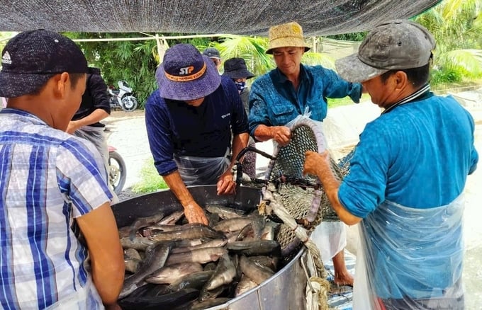 Hiện tại, mặc dù giá cá lóc tăng 5.000 đồng/kg nhưng nông dân vẫn không có lãi. Ảnh: Hồ Thảo.