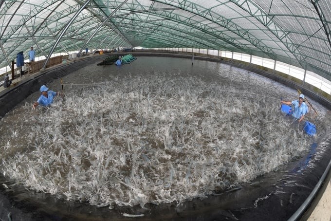 On a global level, Vietnamese shrimp are finding it very hard to compete on output and price with Indian, Ecuadorian, and Indonesian shrimp in the US, China, and EU markets. Photo: Thanh Cuong.