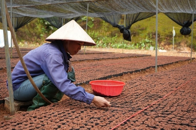 Selection of high-quality cinnamon seeds with verified origin is crucial to obtaining quality seedlings. Photo: Thanh Tien.