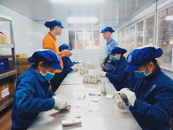 Workers at the Vietnam Cinnamon - Star Anise Cooperative's processing facility in Dao Thinh commune packaging products for export. Photo: Thanh Tien.