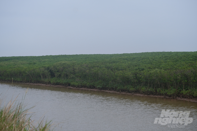 Thảm rừng ngập mặn ở ven biển huyện Nghĩa Hưng có tuổi đời gần 30 năm. Ảnh: Kiên Trung.
