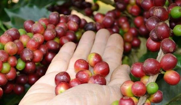 Latest domestic and world coffee market prices on 04/16/2024