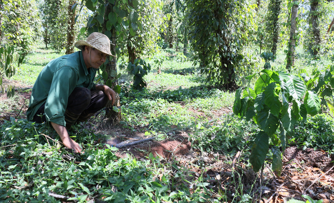 Mô hình tưới tiết kiệm giúp nông dân Đắk Lắk giảm được đáng kể tiền thuê nhân công, phân bón. Ảnh: Quang Yên.