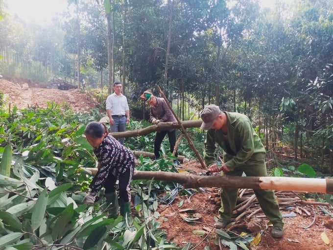 Residents of Dao Thinh commune, Tran Yen district, harvesting cinnamon bark. Photo: Thanh Tien.
