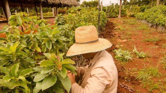 Một số loại cây do Việt Nam trồng thử nghiệm tại Cuba có sản lượng cao gấp 2,5 lần so với các giống bản địa, mở ra cơ hội cho Cuba tự chủ lương thực.